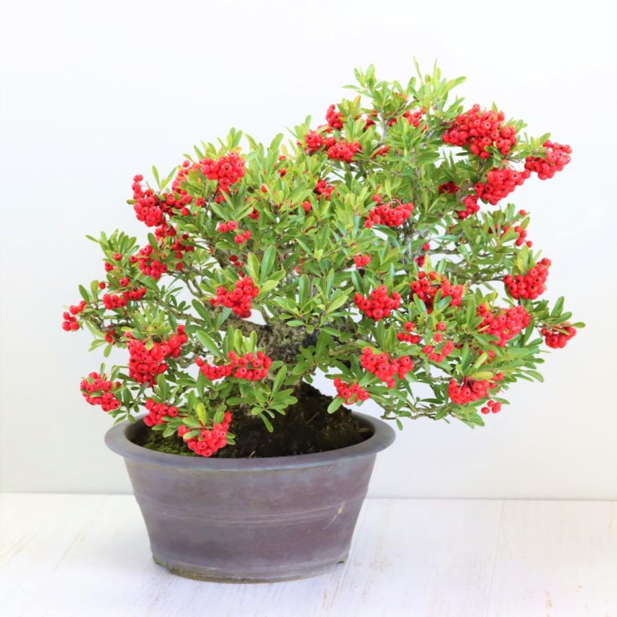 極上 中品 ピラカンサ盆栽 雑木盆栽 現品 : 盆栽ショップ わびさび