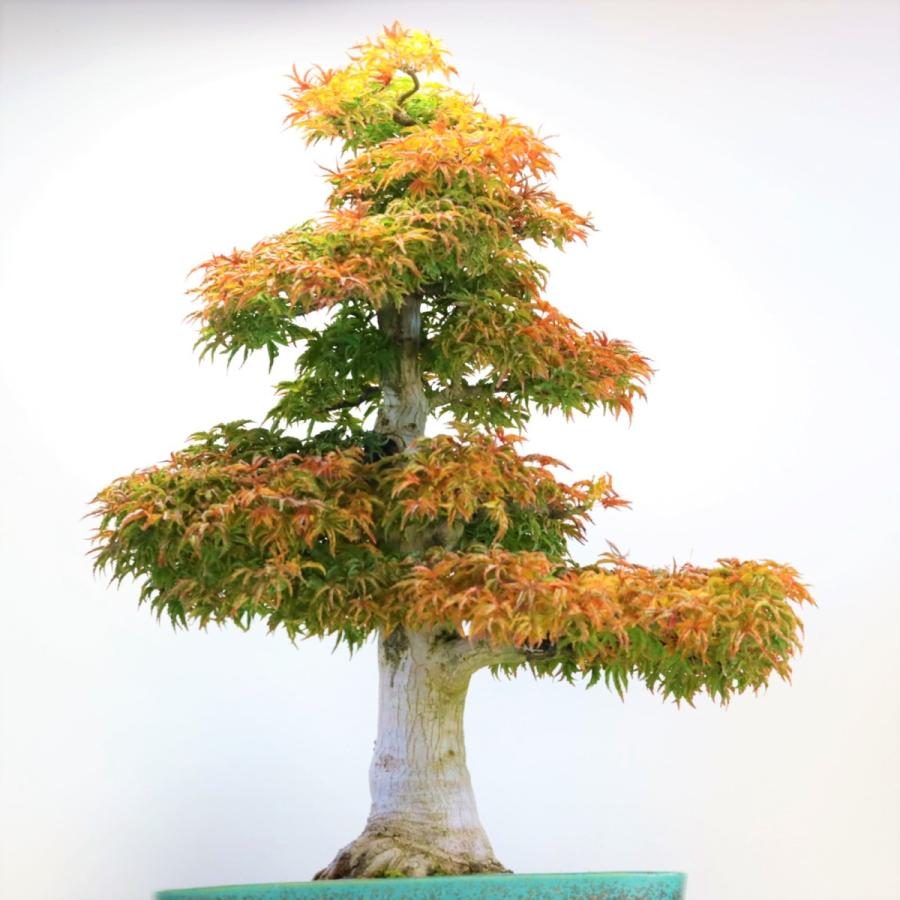 極上 獅子頭もみじ 中品盆栽 現品 送料無料 : 盆栽ショップ わびさび