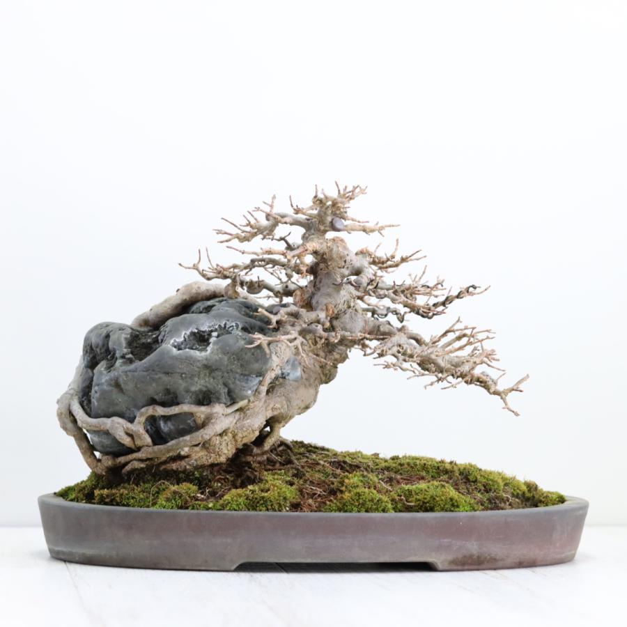カエデ石付き 楓石付 中品盆栽 現品 : 盆栽ショップ わびさび Yahoo!店
