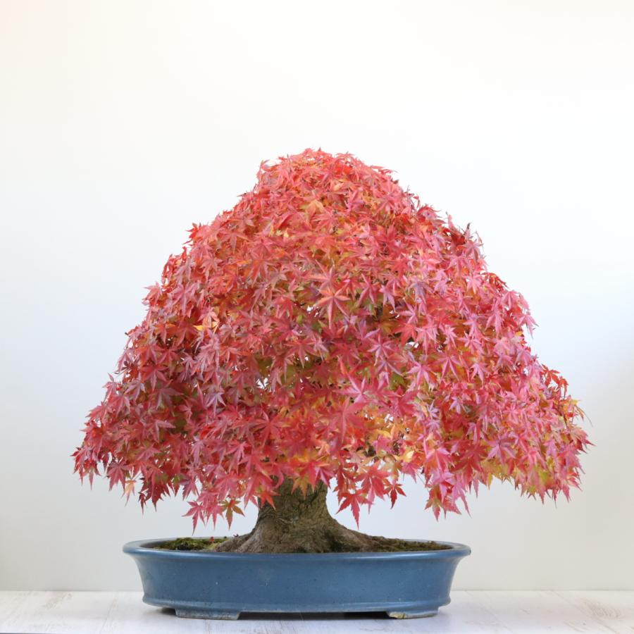 極上 山もみじ 大品盆栽 現品 送料無料 : 盆栽ショップ わびさび Yahoo