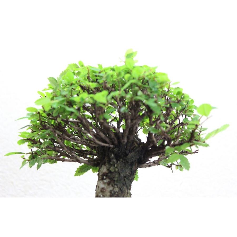 楡欅盆栽 ニレケヤキ にれけやき 盆栽 bonsai 送料無料 : 盆栽ショップ