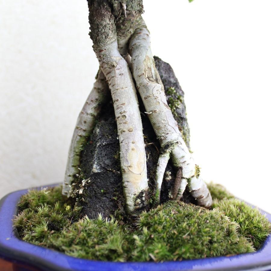 楡欅石付き盆栽 ニレケヤキの石付き盆栽 にれけやき bonsai 送料無料