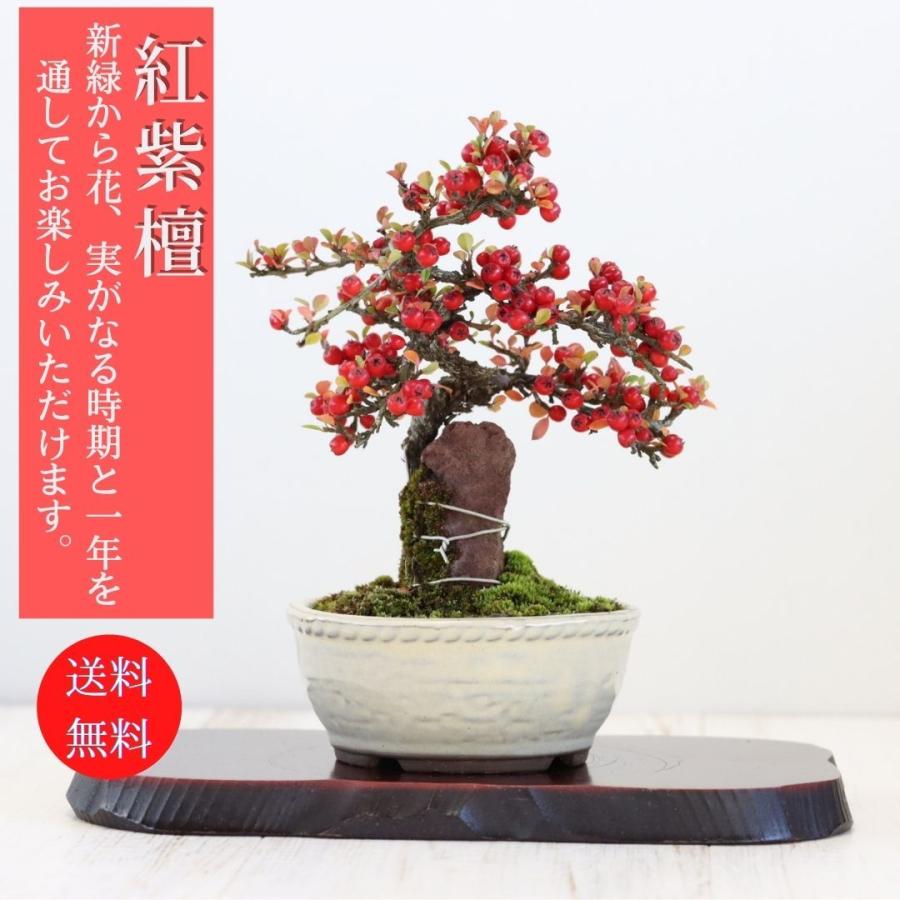 紅紫檀 石付き盆栽 紅シタン石付き べにしたん 小さくてかわいい実の