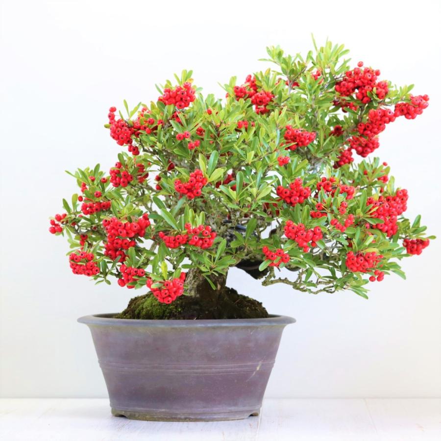 極上 中品 ピラカンサ盆栽 雑木盆栽 現品 : 盆栽ショップ わびさび
