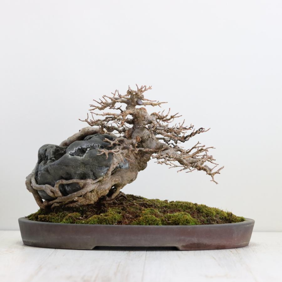 カエデ石付き 楓石付 中品盆栽 現品 : 盆栽ショップ わびさび Yahoo!店