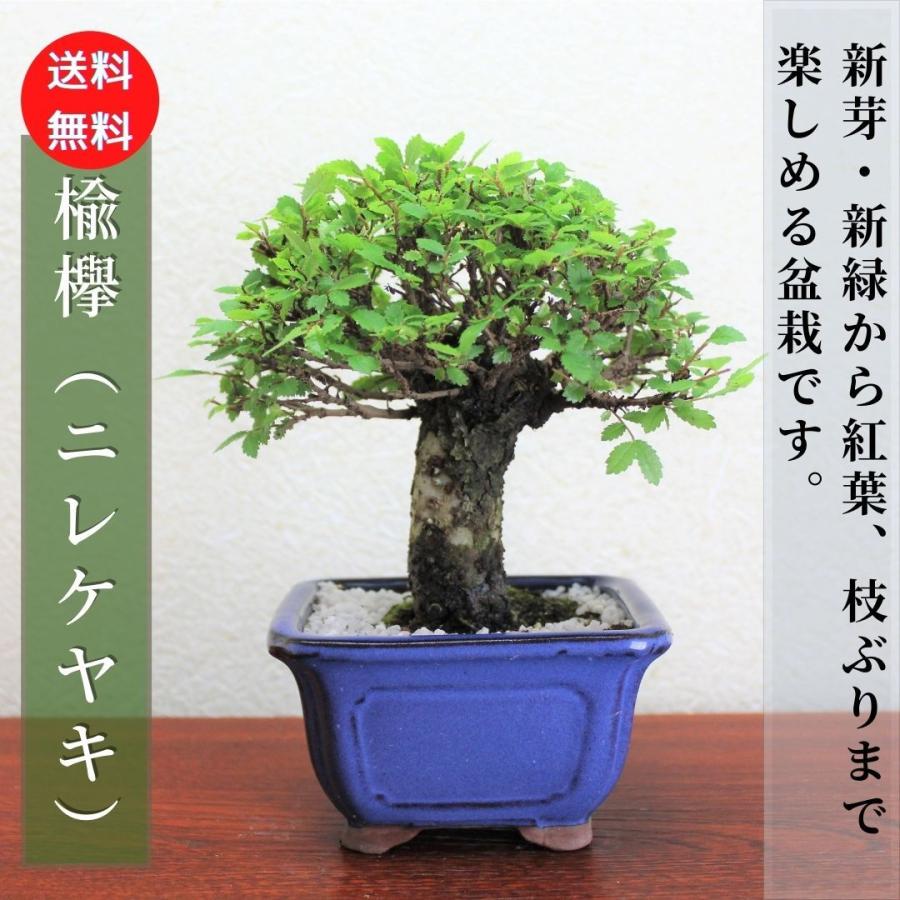 楡欅盆栽 ニレケヤキ にれけやき 盆栽 bonsai 送料無料 : 盆栽ショップ