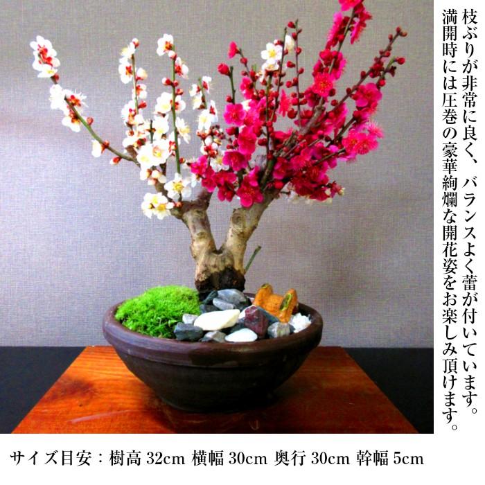 盆栽 梅 紅白梅 室内 初心者 おしゃれ盆栽 癒し 植物 フラワーギフト