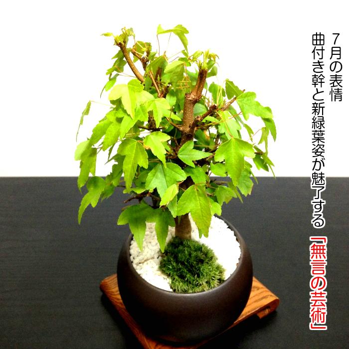 盆栽 かえで 楓 もみじ ミニ盆栽 室内 初心者 おしゃれ盆栽 ミニ観葉