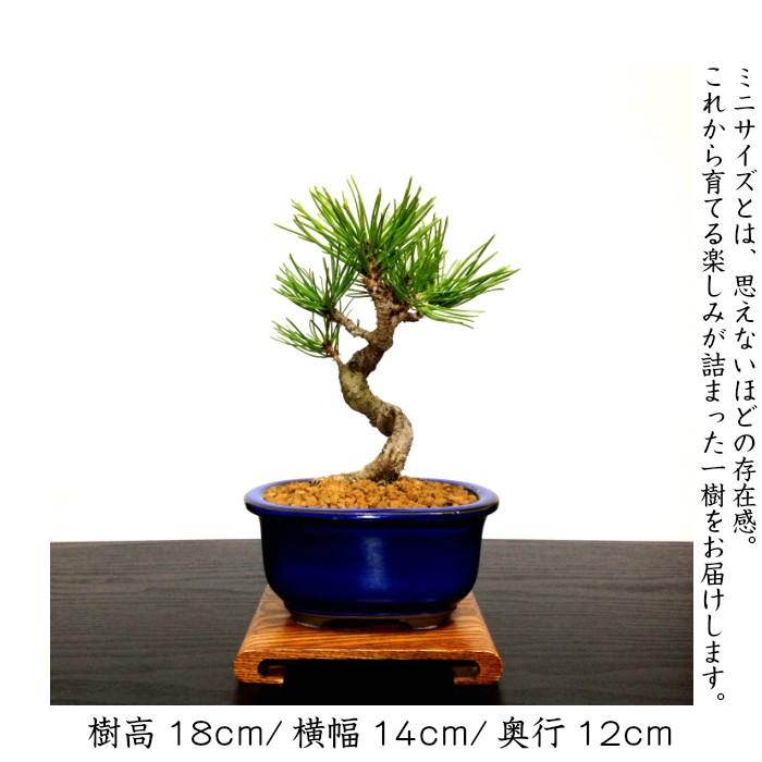 盆栽 松 黒松 樹形美 樹齢5年 捻転幹 黒松ミニ盆栽 : 和心盆栽 - 通販