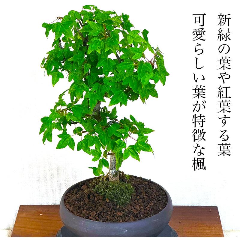 盆栽 かえで 楓 もみじ ミニ盆栽 室内 初心者 おしゃれ盆栽 ミニ観葉