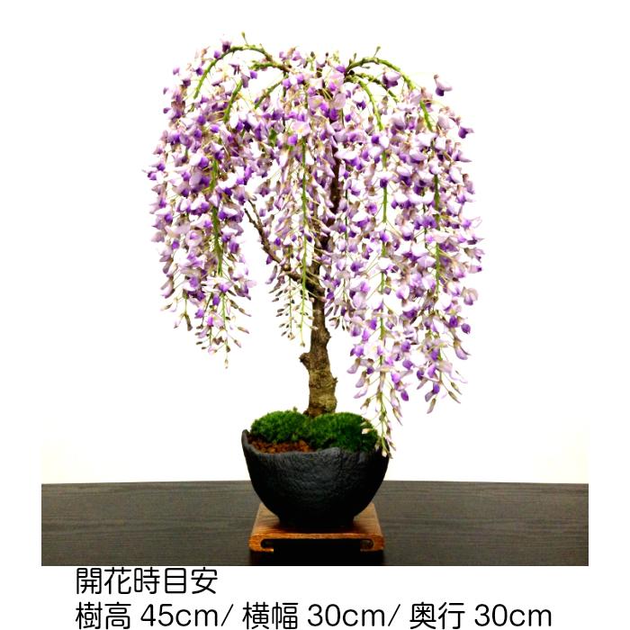 盆栽 藤 ギフト無料 樹齢7年 野田藤 15個前後の蕾 一才藤 高級手作り6