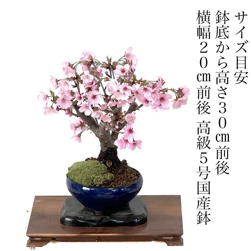 盆栽 桜 ソメイヨシノ 染井吉野 平和の桜 一重咲 室内鑑賞 自宅でお