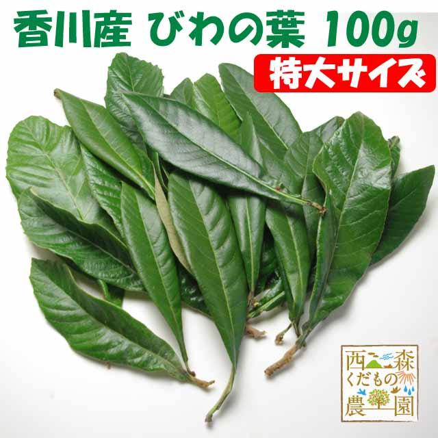 自然療法・びわの葉療法に／早期発送【送料無料】香川産 びわの葉