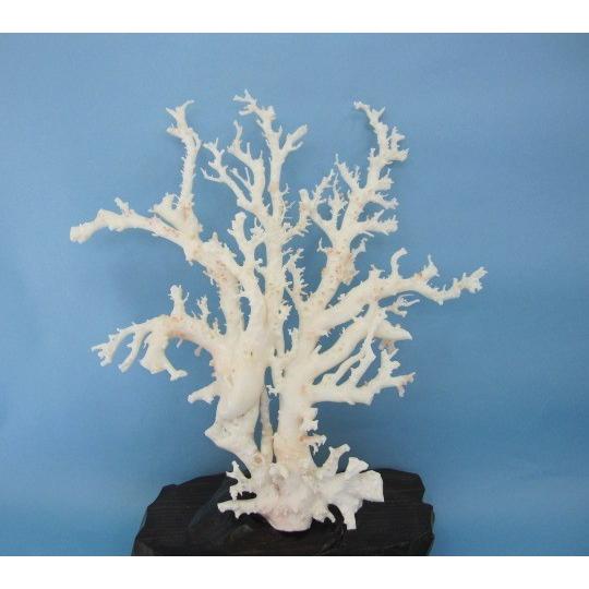 白珊瑚の原木・拝見・置物/艶出し加工済み/黒檀台/『宝石サンゴ