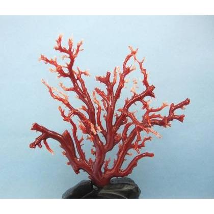 高知沖産血赤珊瑚の拝見・原木・置物/艶出し加工済み/黒檀台/『宝石