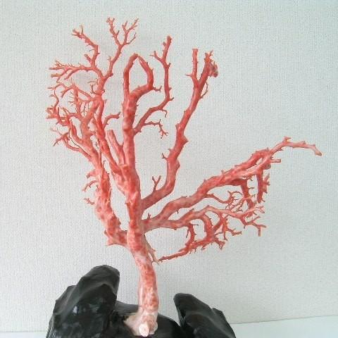 ピンク珊瑚の拝見・置物（艶出し加工済み）/原木/黒檀台/『宝石サンゴ