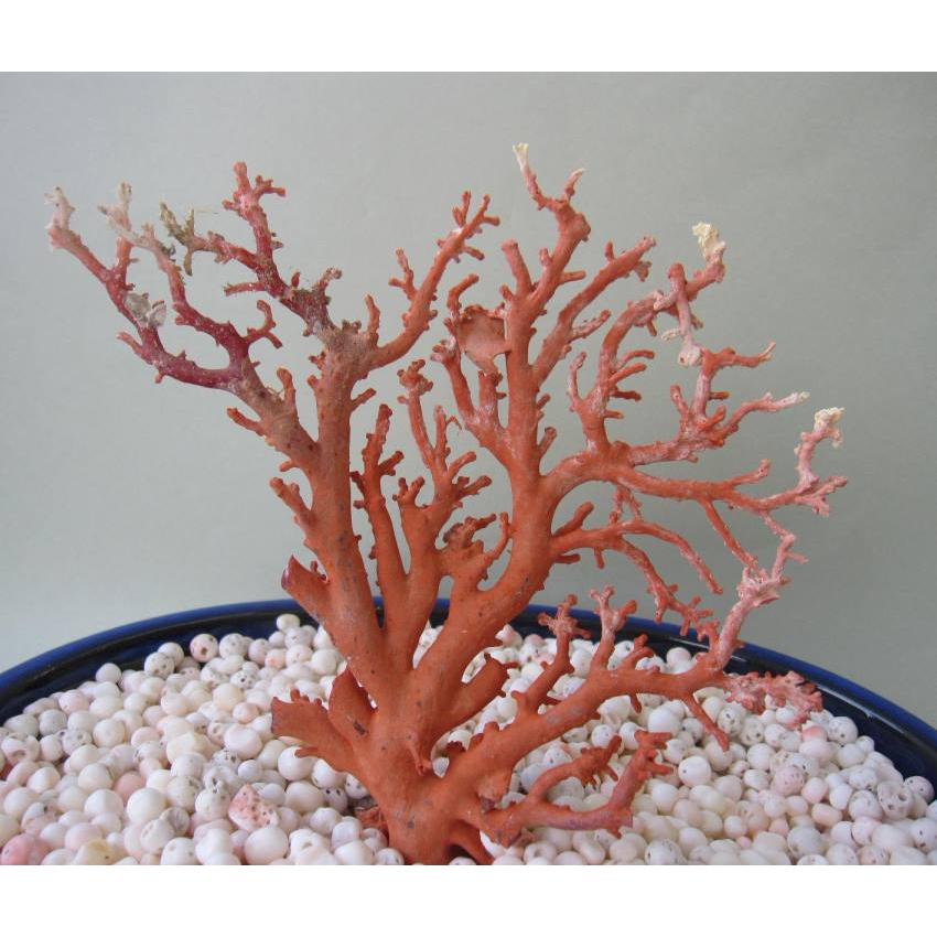 日本・高知沖産赤珊瑚の拝見・原木・置物 /飾り/盆栽風/『宝石サンゴ