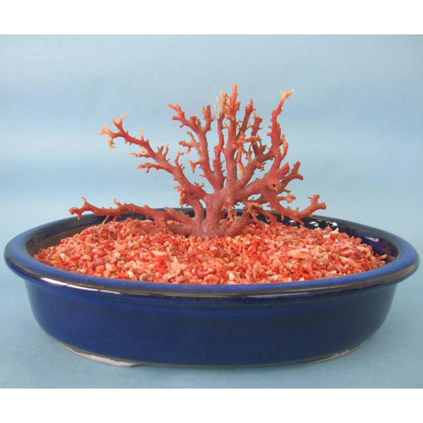 日本 高知沖産血赤珊瑚 原木 拝見 家宝 置物 飾り 盆栽風 宝石サンゴ