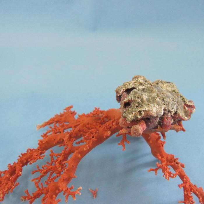 日本・高知沖産赤珊瑚の拝見・原木・置物 /飾り/盆栽風/『宝石サンゴ