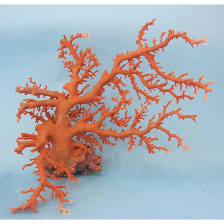 日本・高知沖産赤珊瑚の拝見・原木・置物 /飾り/盆栽風/『宝石サンゴ