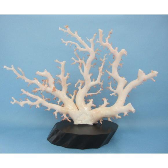 白珊瑚の原木・拝見・置物/艶出し加工済み/黒檀台/『宝石サンゴ