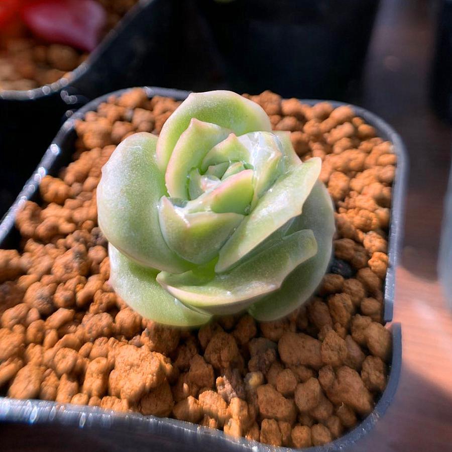 農園直売 多肉植物 寄せ植え エケベリア属 ラブリーローズ （小）抜き