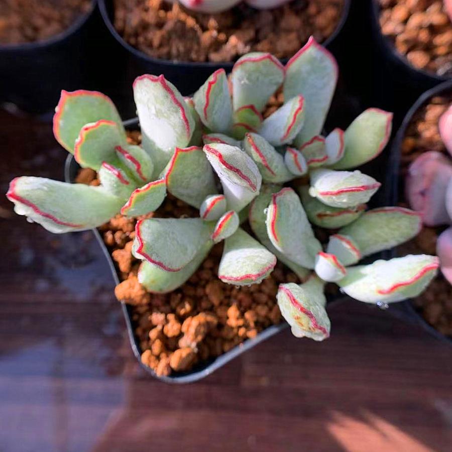 当店農園直売☆多肉専門VERVE ☆コチレドン属☆チョコライン☆抜き苗