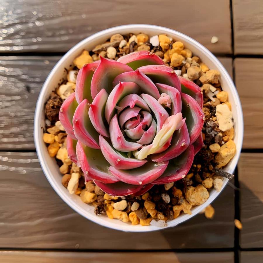 農園直売 多肉植物 寄せ植え エケベリア属 シルエット（単） 抜き苗