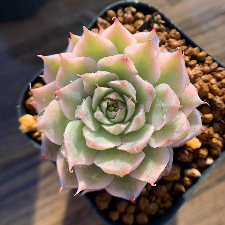 農園直売 多肉植物 寄せ植え エケベリア属 マーガレットレッピン錦