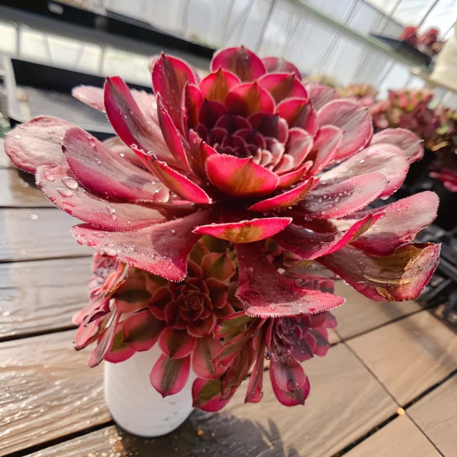 農園直売 多肉植物 寄せ植え アエオニウム属 ガーネット白斑錦（群