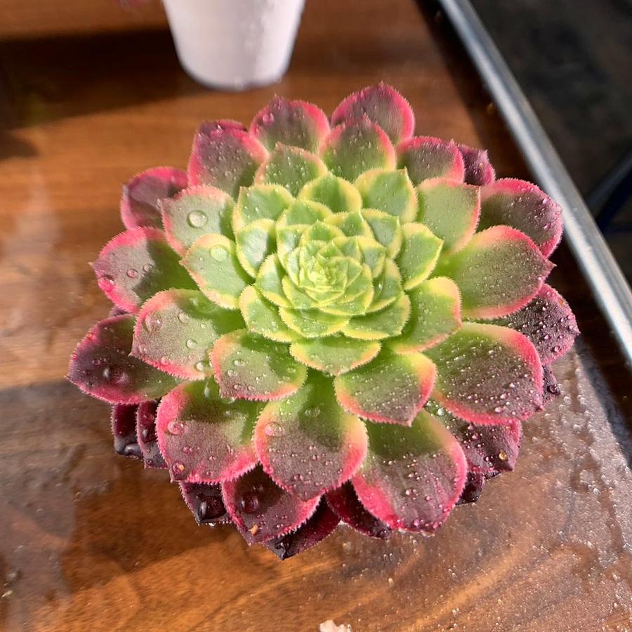 農園直売 多肉植物 寄せ植え アエオニウム属 朝霞錦（単） 美苗 抜き苗