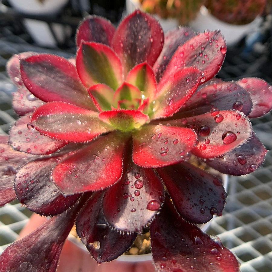 農園直売 多肉植物 寄せ植え アエオニウム属 シャネル 新品種 抜き苗