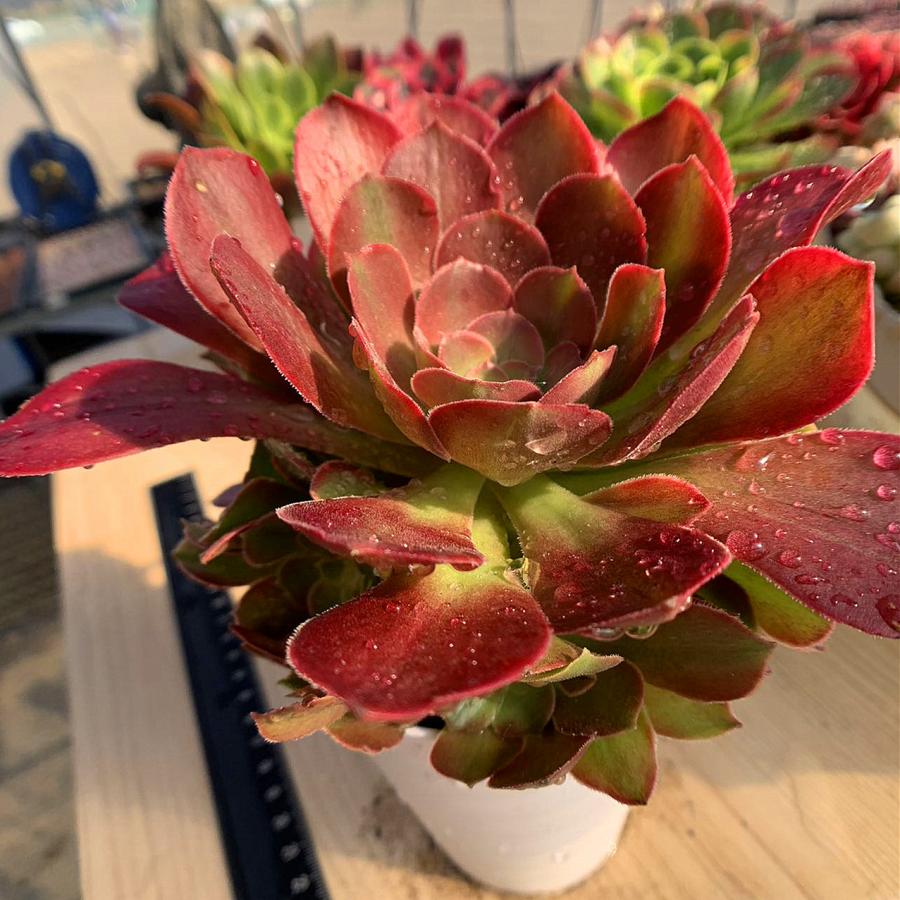 農園直売 多肉植物 寄せ植え アエオニウム属 洛神（群）特大 抜き苗