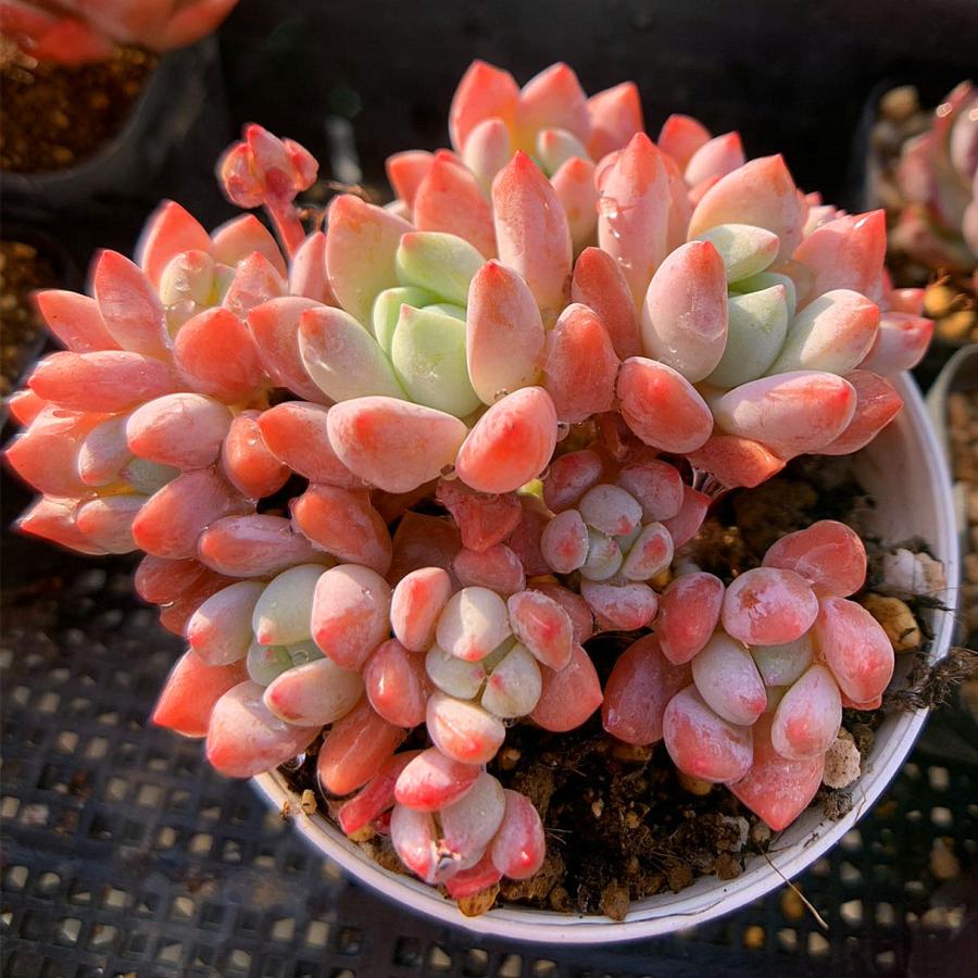 農園直売 多肉植物 寄せ植え エケベリア属 レッド香水（群） 超美苗