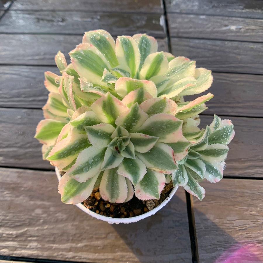 農園直売 多肉植物 寄せ植え アエオニウム属 マイバッハ錦（群） 観葉