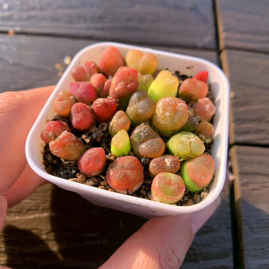 農園直売 多肉植物 コノフィツム属 水蜜桃 15-20頭セット 超お得