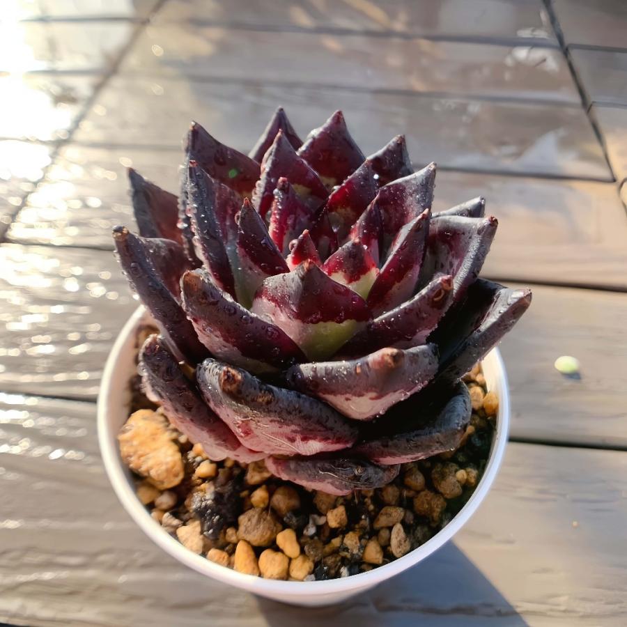 農園直売 多肉植物 寄せ植え エケベリア属 Echeveria 黒魔王（単）大