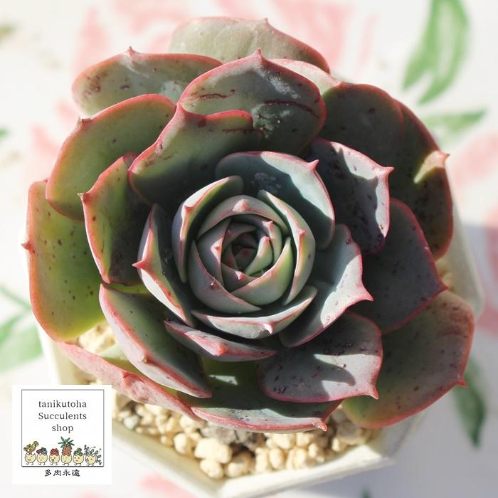 クラウディア エケベリア 韓国苗 Echeveria claudia 多肉植物 薔薇咲