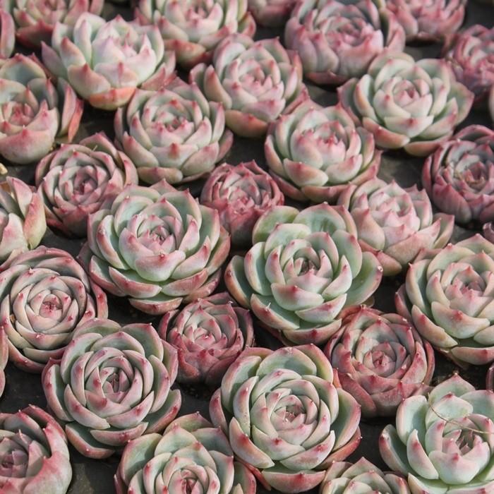 シルエット エケベリア 2寸ポット 韓国苗 弁慶草科 多肉植物 苗 新築祝