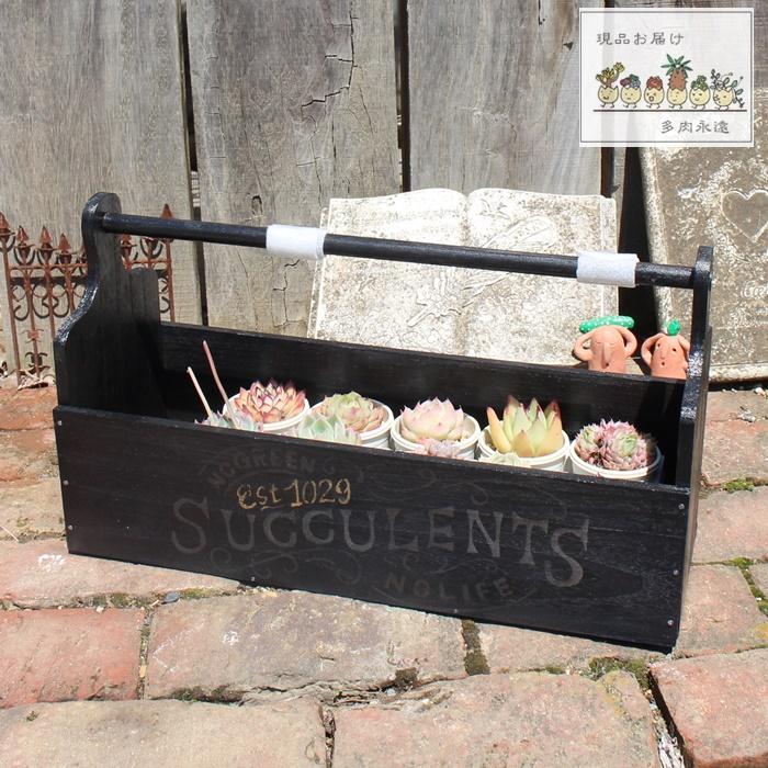 おかもちゼブラブラック 多肉永遠オリジナルエケベリア苗S付 多肉植物