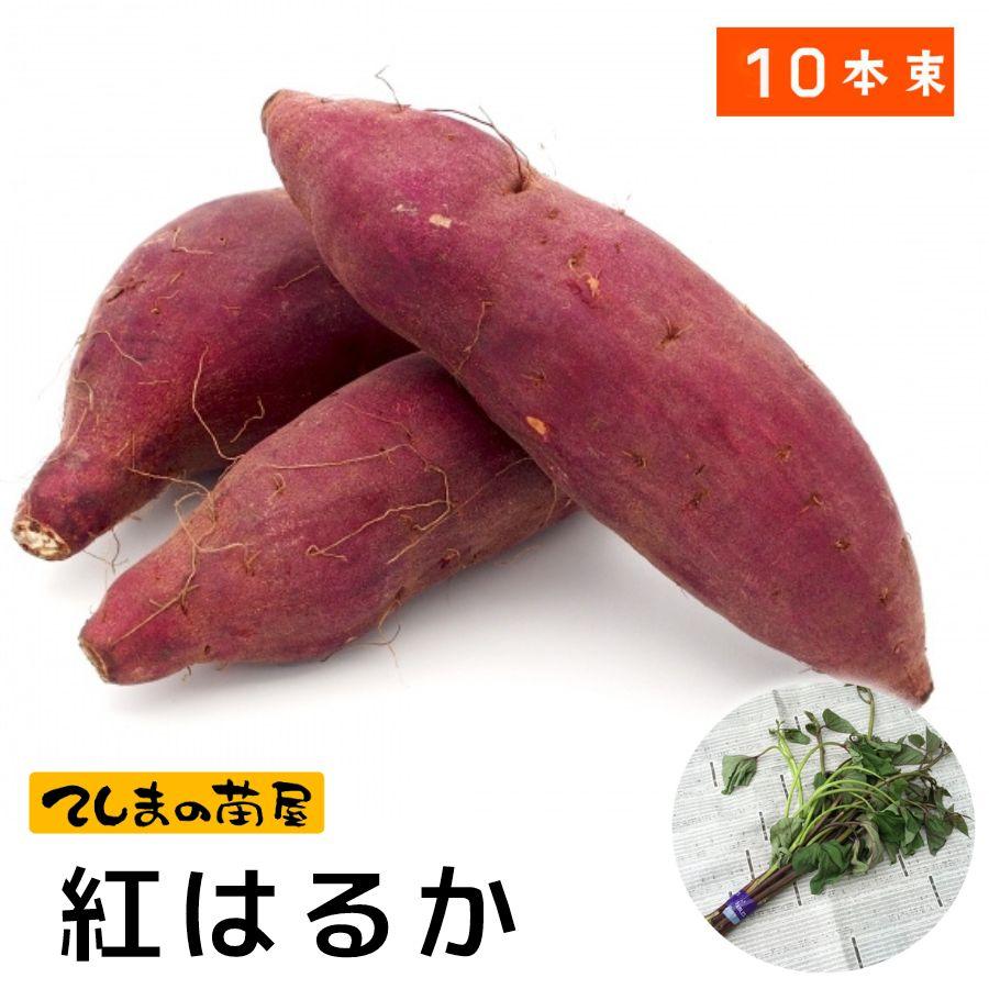 てしまの苗 さつまいも苗（イモヅル） 紅はるか1束10本入り サツマイモ