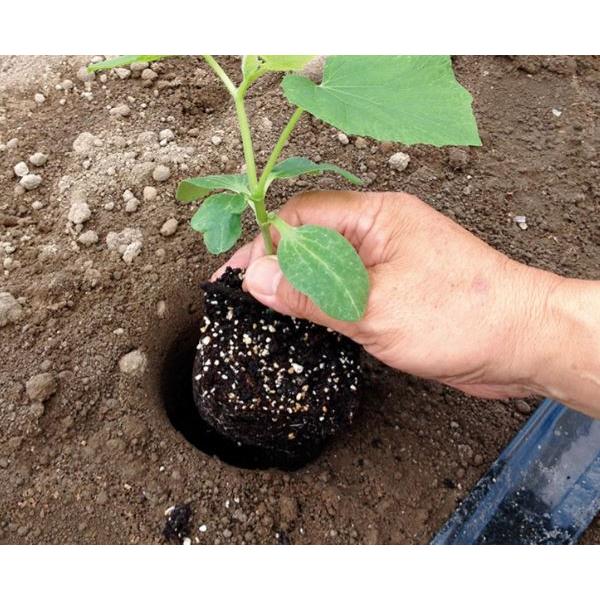 定植ホールズ 4寸鉢用 苗穴あけ器 4寸用 ナスニックス zm : ザ