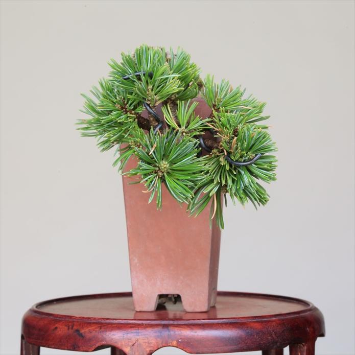 盆栽 吾妻五葉松 八房品種【峰吾妻】 【泰寿園 Online】 : 泰寿園