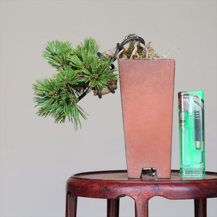 盆栽 吾妻五葉松 八房品種【峰吾妻】 【泰寿園 Online】 : 泰寿園