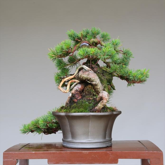 盆栽 吾妻五葉松『大巓性』小品盆栽 根上り懸崖づくり 【泰寿園 Online