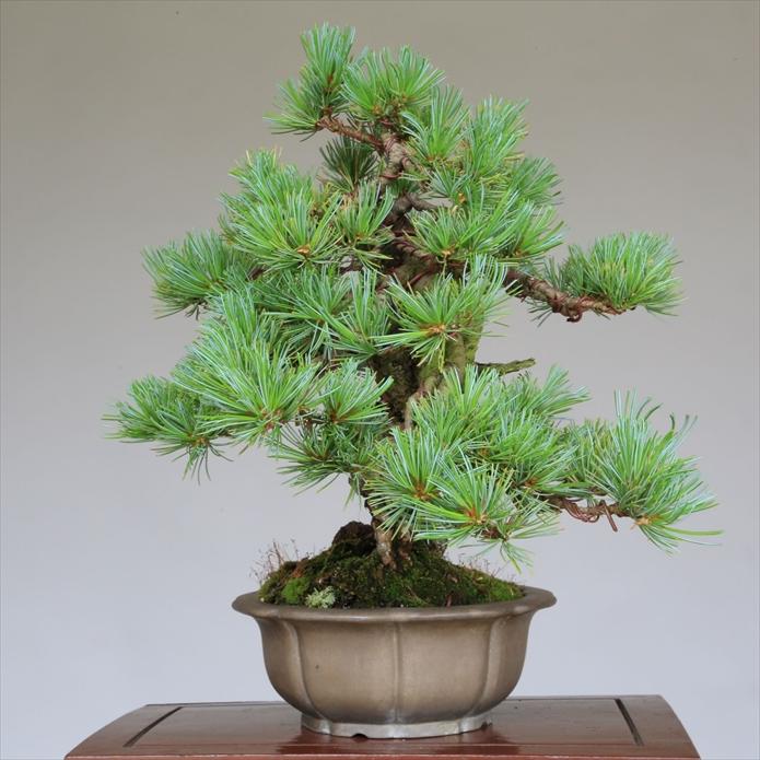 盆栽 吾妻五葉松『大巓性』小品盆栽 根上り樹形 【泰寿園 Online