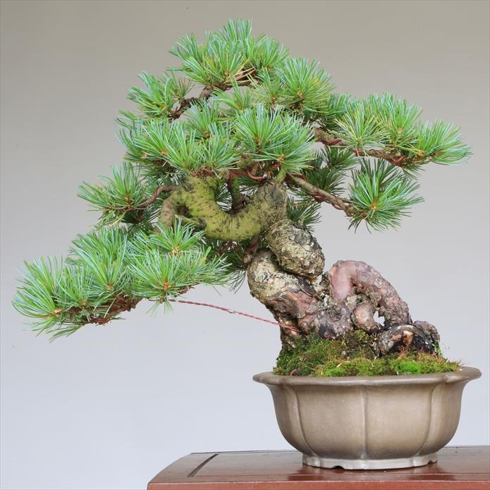 盆栽 吾妻五葉松『大巓性』小品盆栽 根上り樹形 【泰寿園 Online