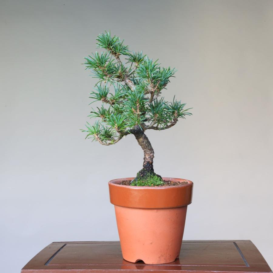 盆栽 八房五葉松『葵』実生 小品盆栽【泰寿園 Online】 : 泰寿園