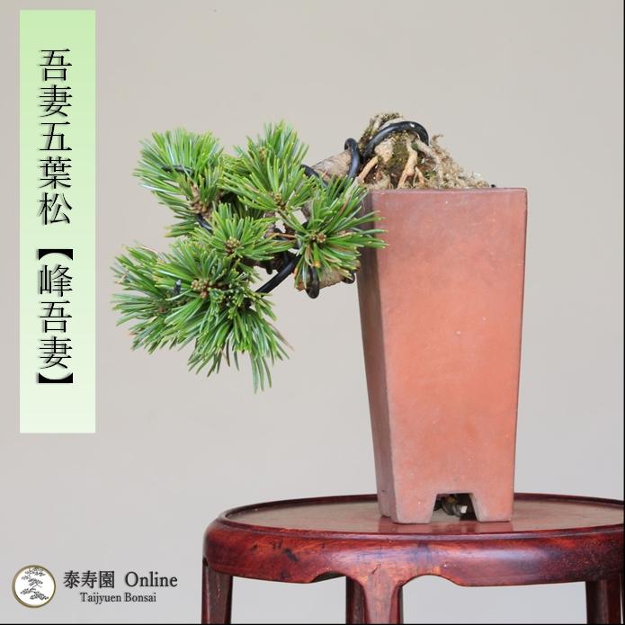 盆栽 吾妻五葉松 八房品種【峰吾妻】 【泰寿園 Online】 : 泰寿園