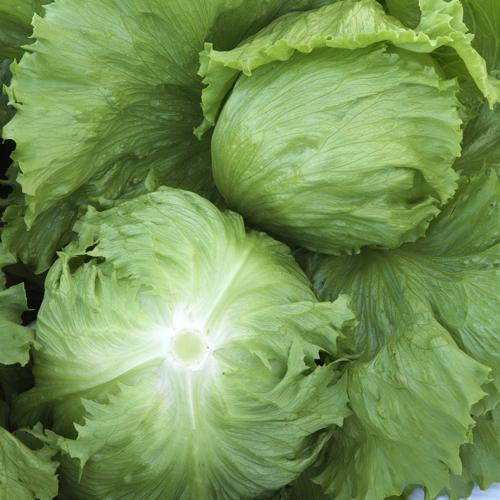 タキイ種苗 レタス ヒートガイ ペレット5000粒 : 種苗・園芸ショップ